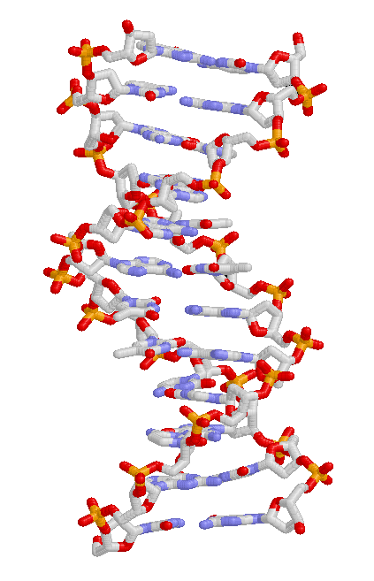 Allèle — Wikipédia