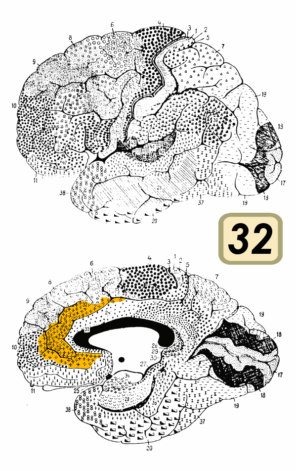 Brodmann area 32 - Wikipedia