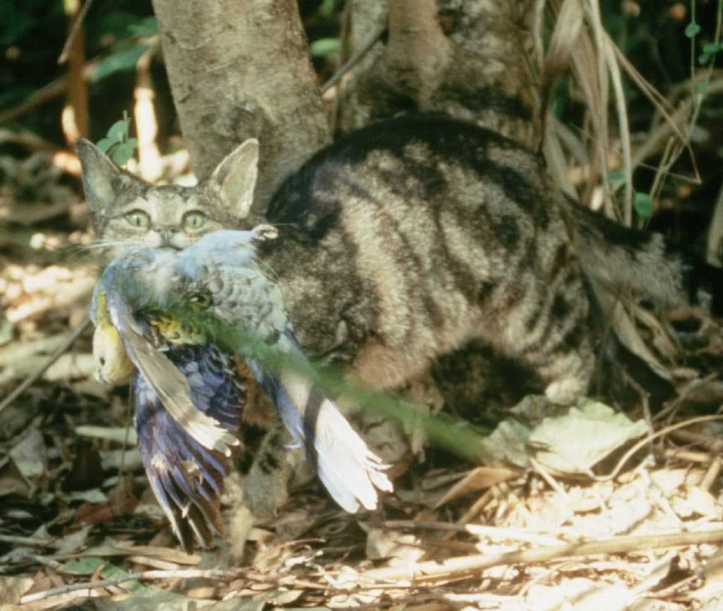 Cat predation on wildlife - Wikipedia