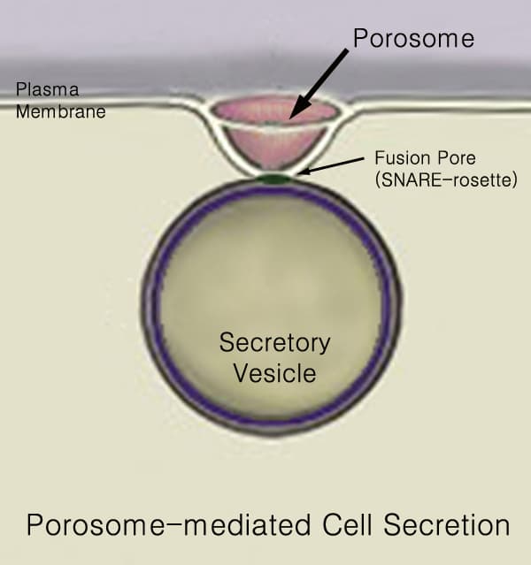 Porosome - Wikipedia