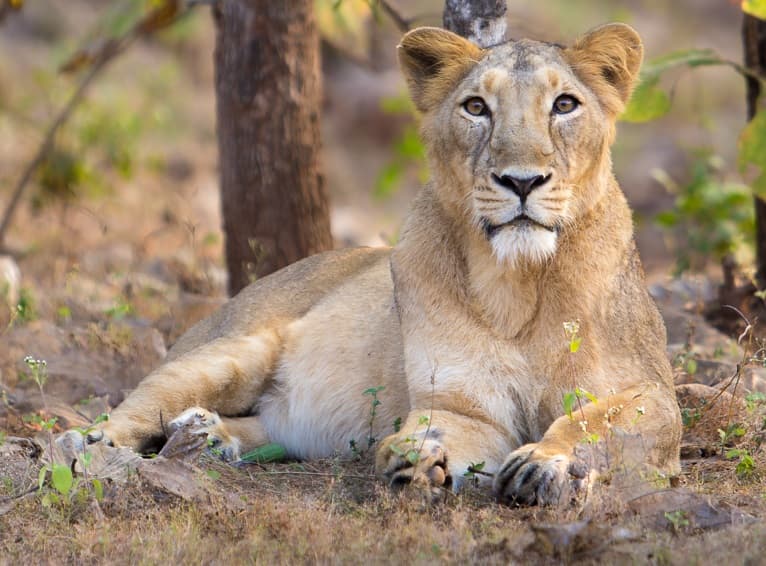 Lion asiatique — Wikipédia