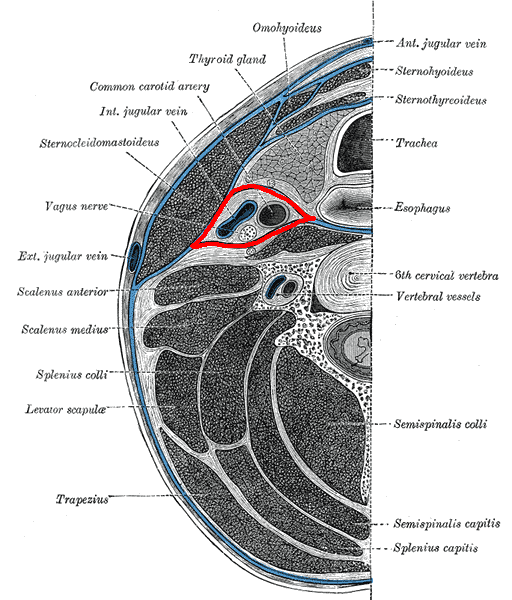 Carotid sheath - Wikipedia