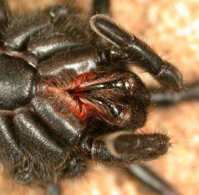 Spider bite - Wikipedia