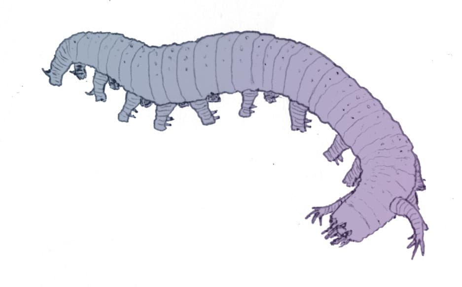Lobopodia — Wikipédia