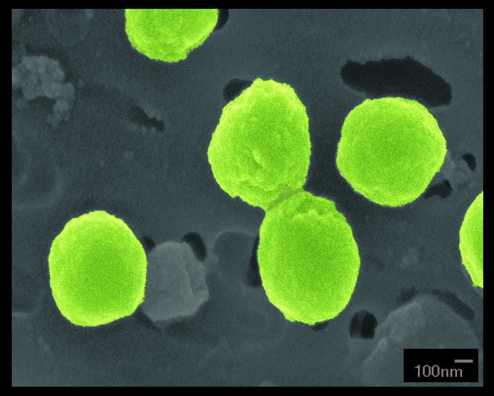 Prochlorococcus — Wikipédia