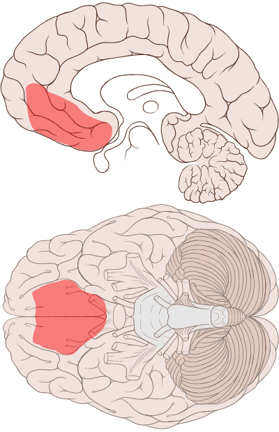 Ventromedial prefrontal cortex - Wikipedia
