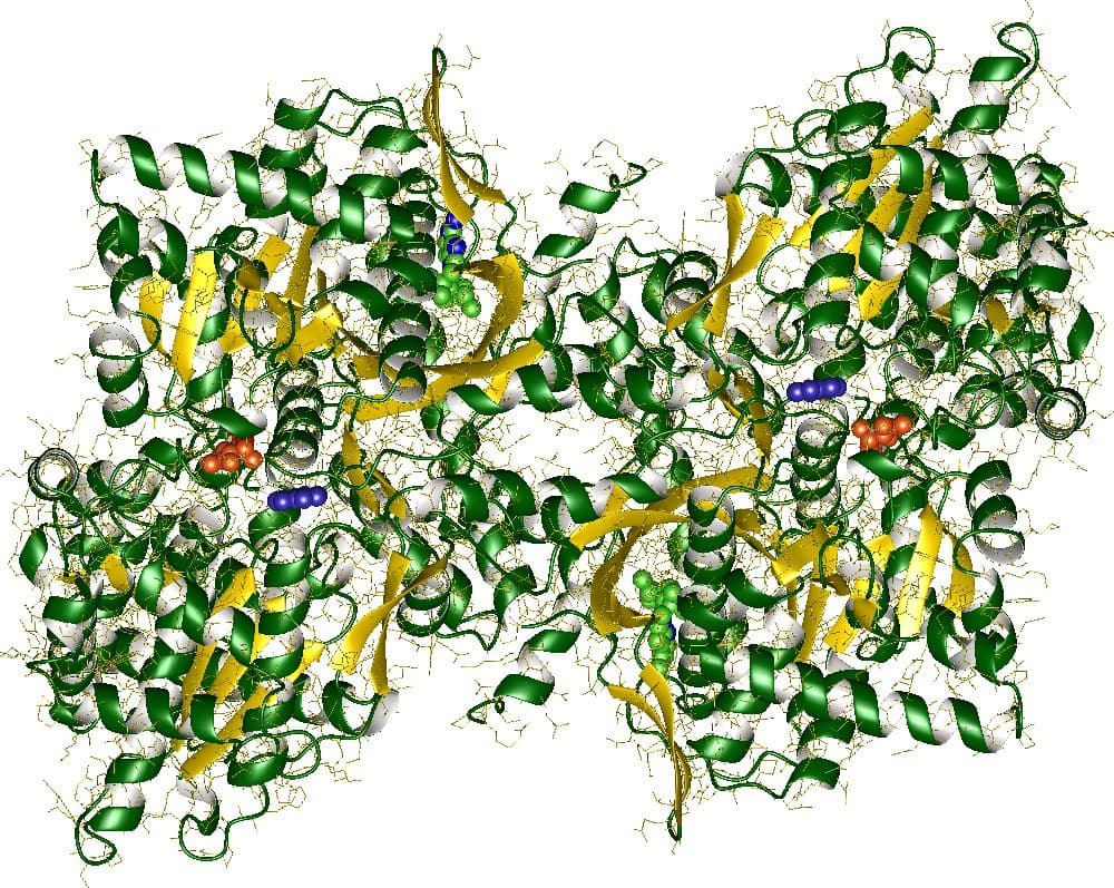 Phosphorylase - Wikipedia
