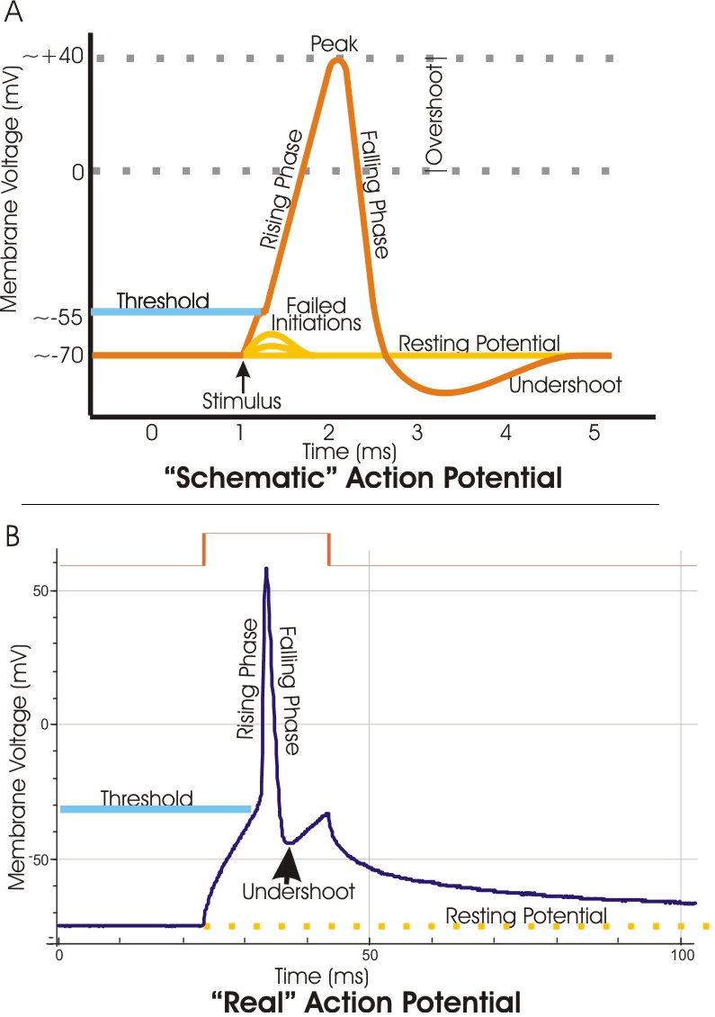 Threshold potential - Wikipedia