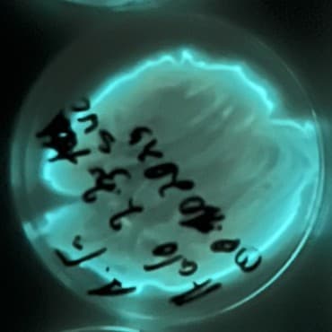 Aliivibrio fischeri - Wikipedia