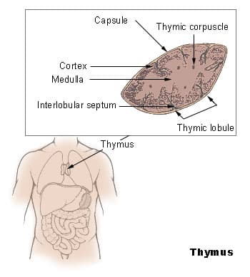 Thymus - Wikipedia