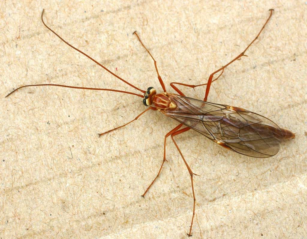 Ichneumonidae — Wikipédia