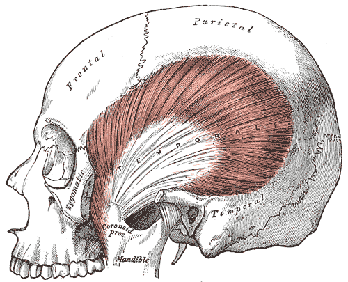 Temporalis muscle - Wikipedia