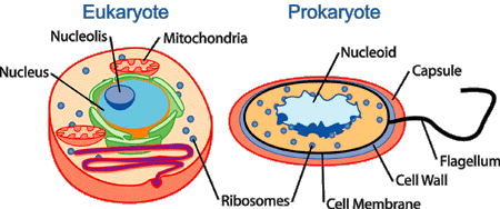 Nucléoïde — Wikipédia