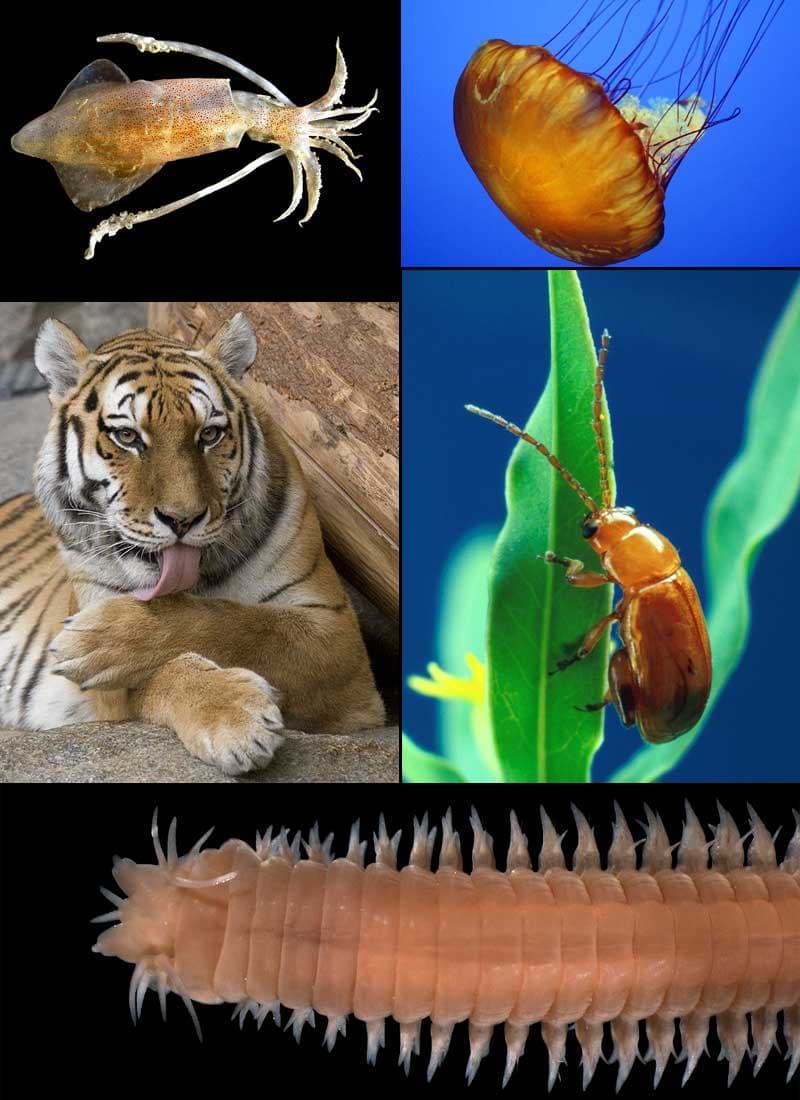 Eumetazoa — Wikipédia