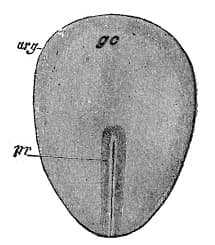 Primitive streak - Wikipedia