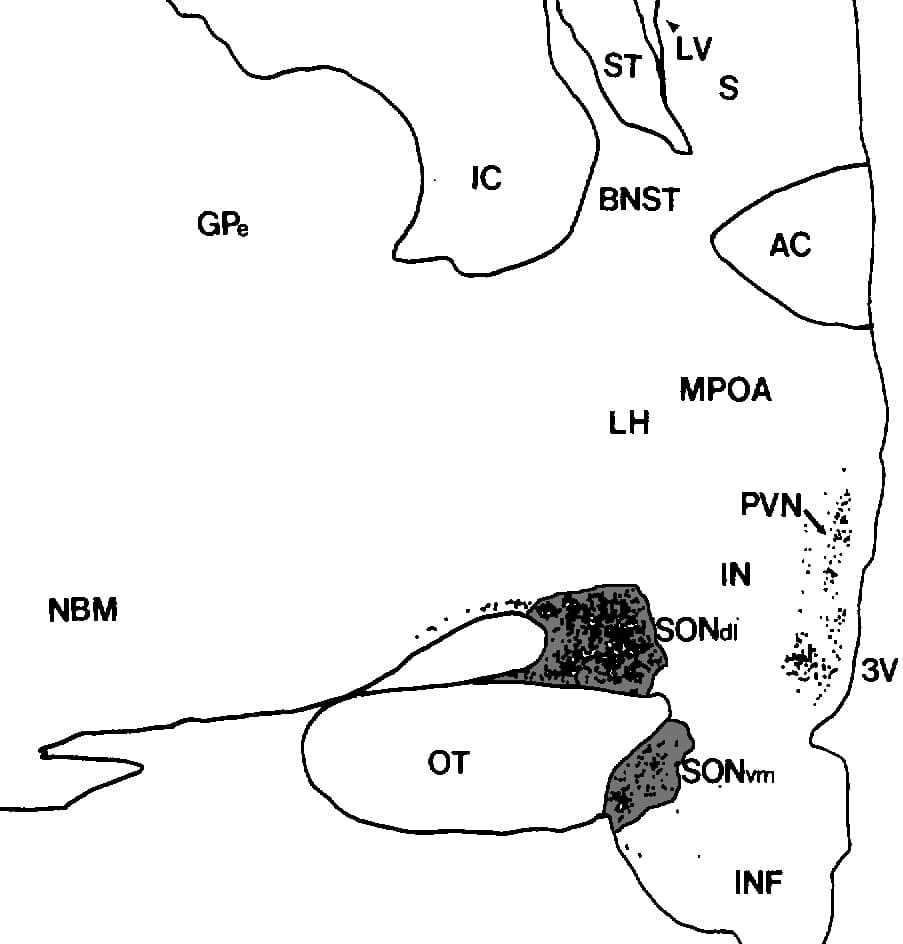 Supraoptic nucleus - Wikipedia