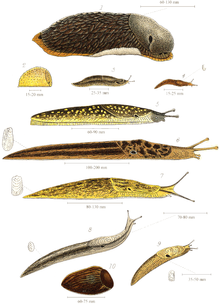Slug - Wikipedia