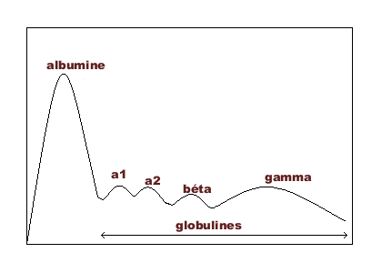 Électrophorèse des protéines — Wikipédia