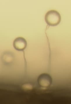 Protostelium - Wikipedia