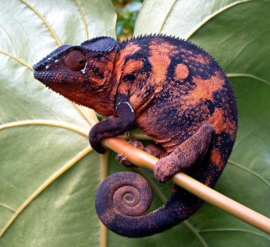 Chamaeleonidae — Wikipédia