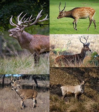 Deer - Wikipedia