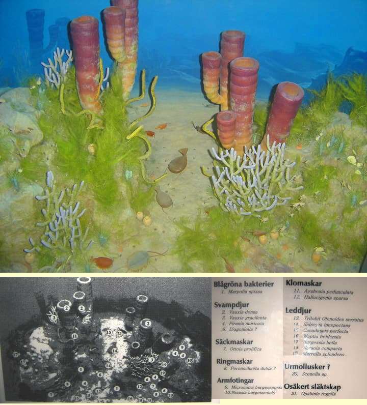 Cambrien — Wikipédia