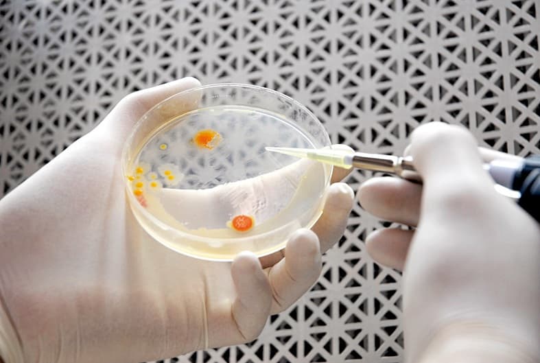 Cupriavidus necator — Wikipédia