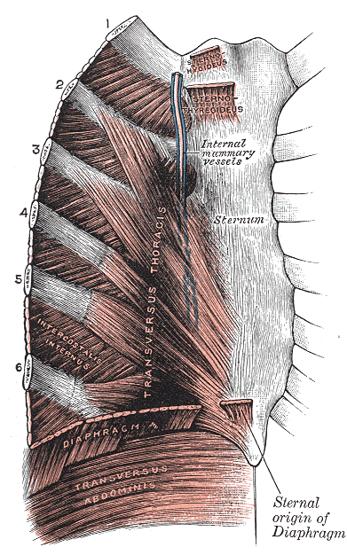 Costochondritis - Wikipedia