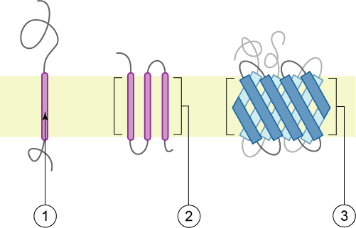 Transmembrane protein - Wikipedia