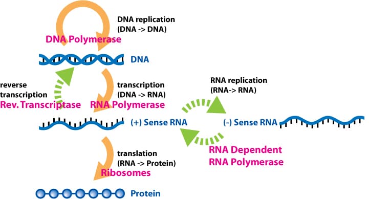 Molecular biology - Wikipedia