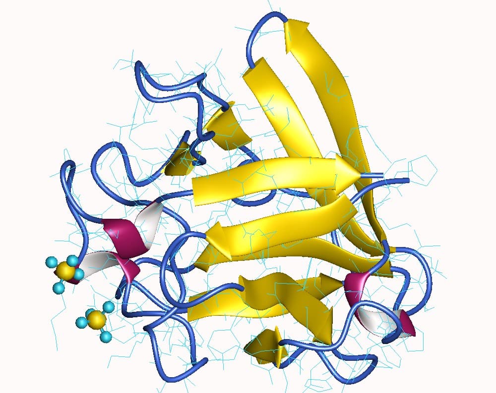Facteur de croissance des fibroblastes — Wikipédia