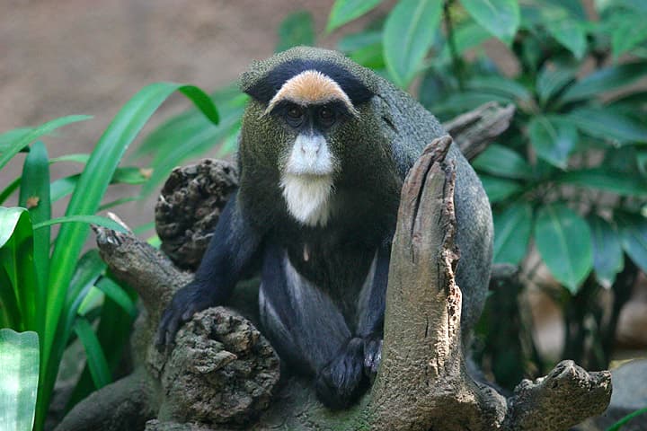 Old World monkey - Wikipedia