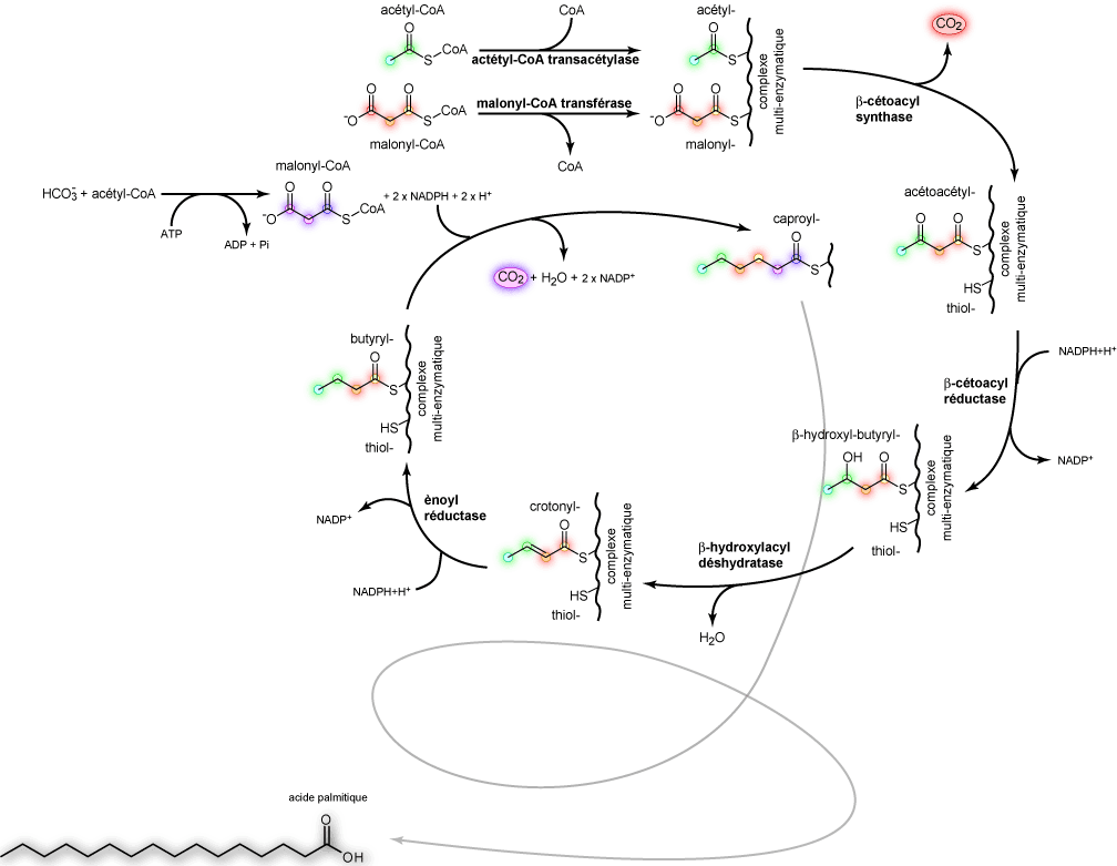 Lipogenèse — Wikipédia