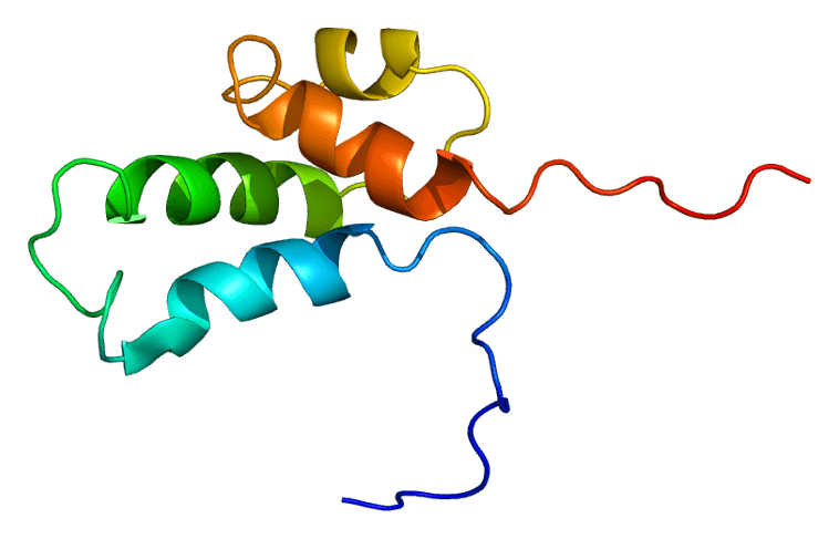 ADN-polymérase bêta — Wikipédia