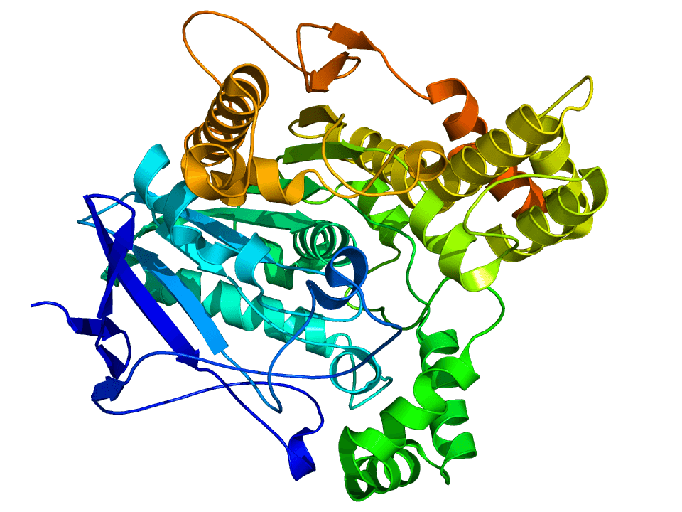 Cholinesterase - Wikipedia