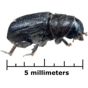 Bark beetle - Wikipedia