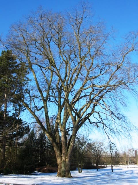 Ulmus glabra - Wikipedia