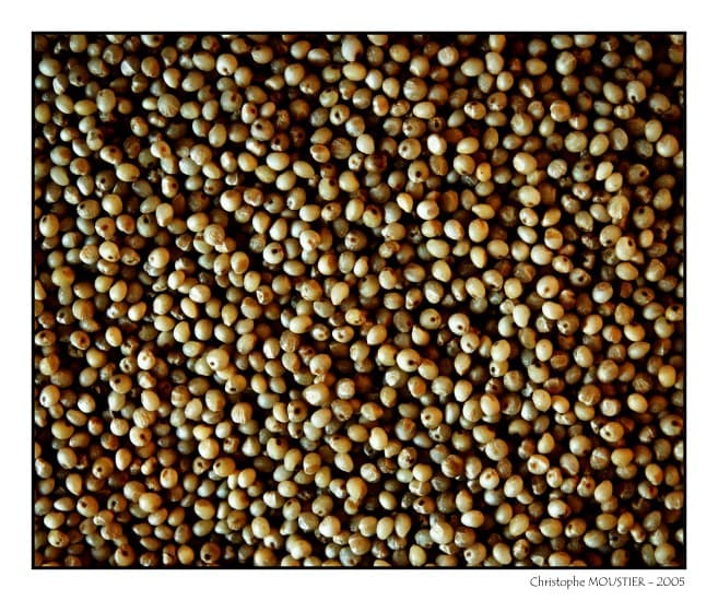 Millet (graminée) — Wikipédia