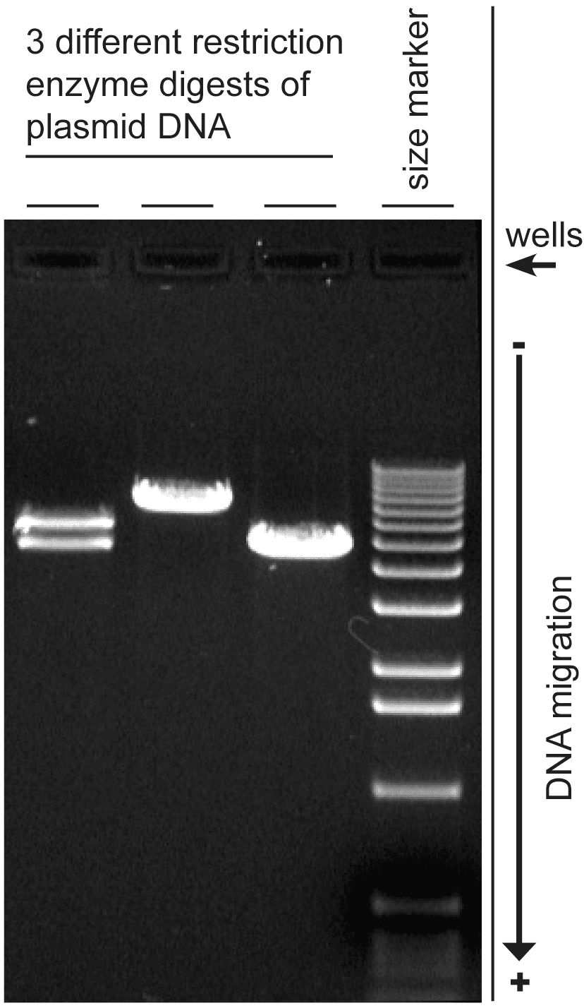Agarose gel electrophoresis - Wikipedia