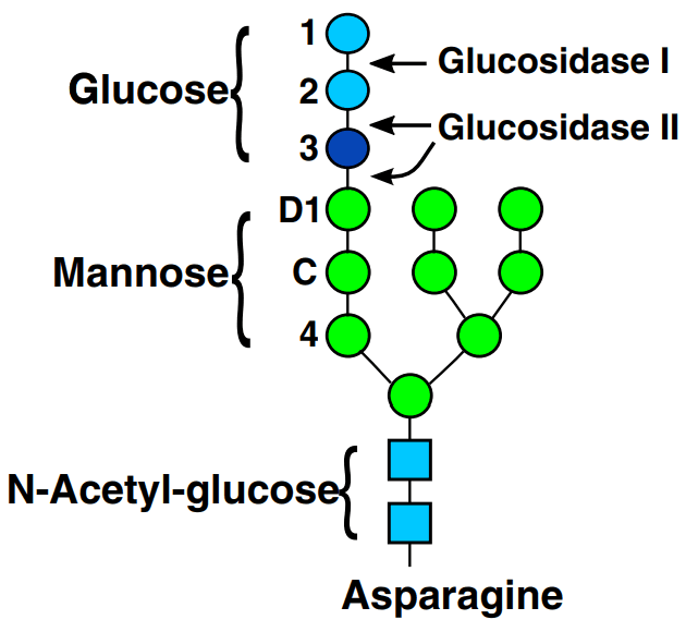 Glycane — Wikipédia