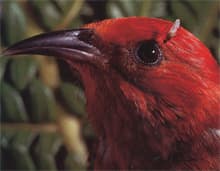 Avian malaria - Wikipedia