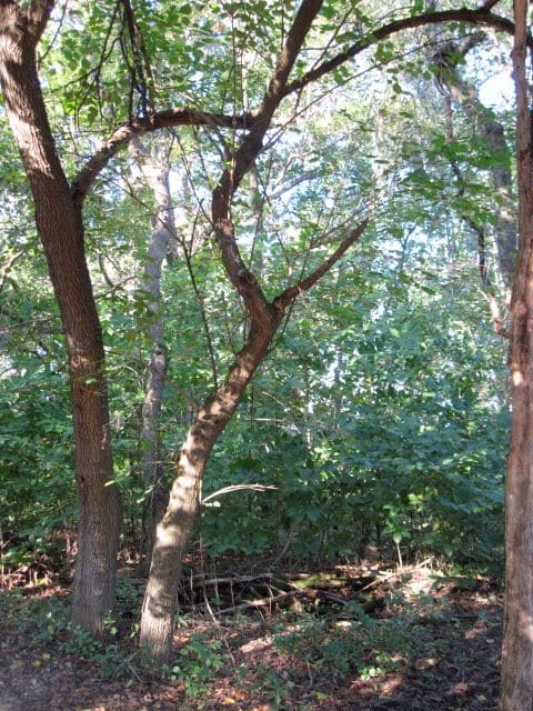 Polyculture - Wikipedia