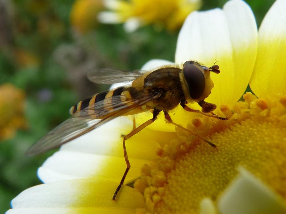 Fly - Wikipedia