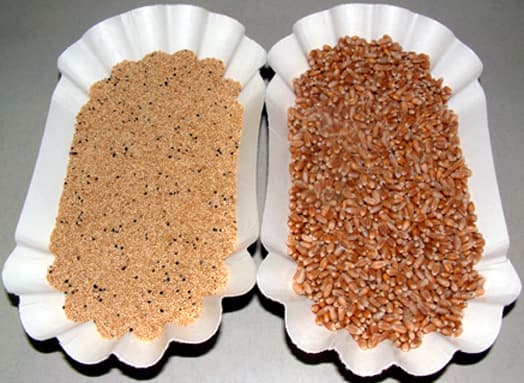 Amaranth grain - Wikipedia