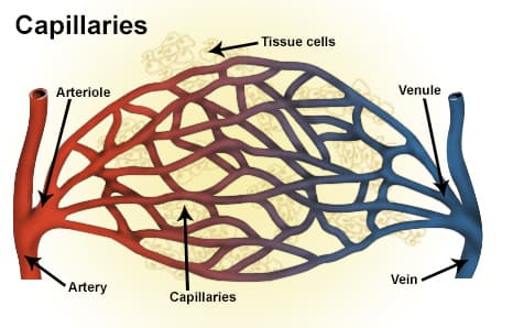 Venule - Wikipedia