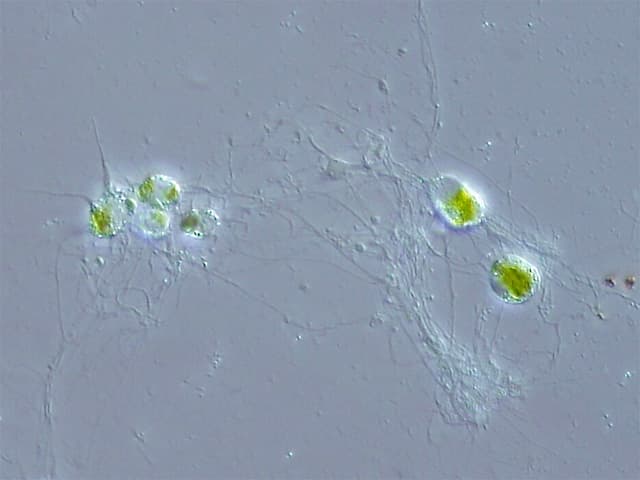 Cercozoa — Wikipédia