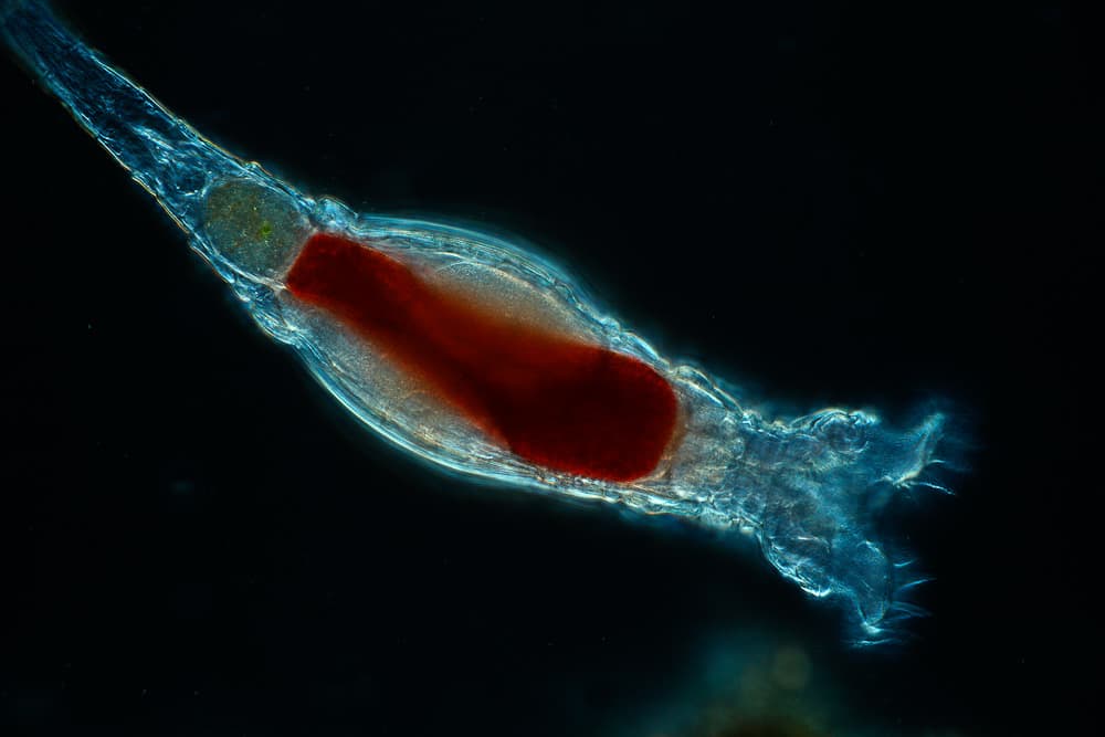 Rotifer - Wikipedia