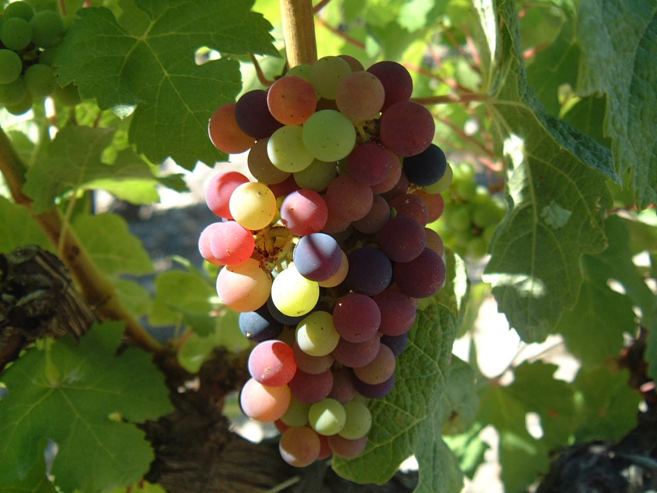 Ripening - Wikipedia