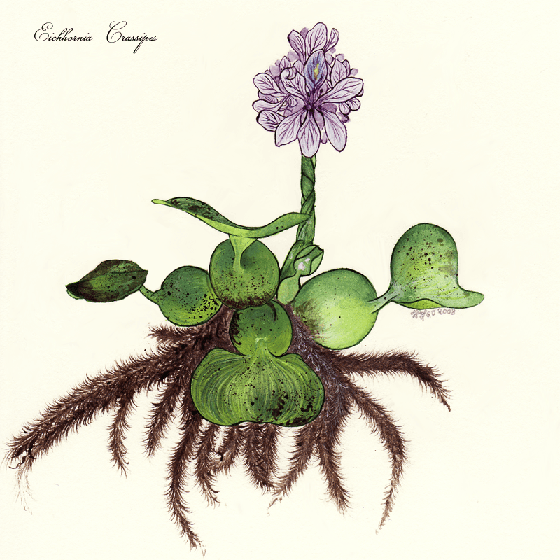 Jacinthe d'eau — Wikipédia