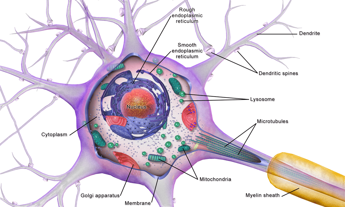 Brain cell - Wikipedia